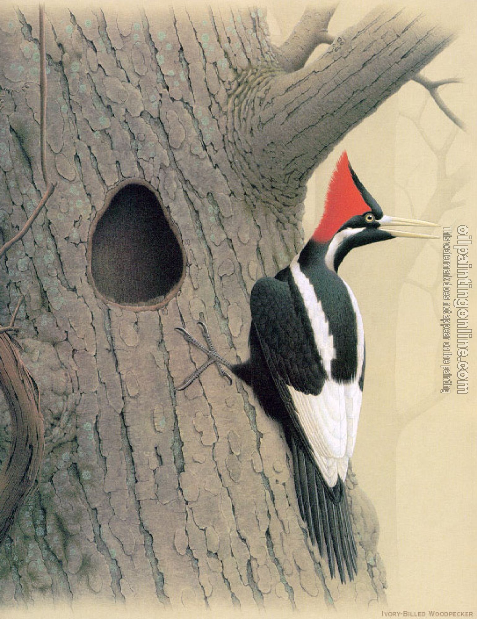 William Zimmerman - Ivory billed Woodpecker